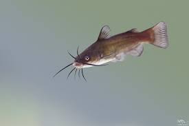 Image result for Ameiurus melas