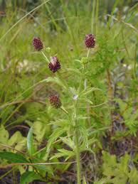 Attēlu rezultāti vaicājumam “Ranunculus brunnescens”