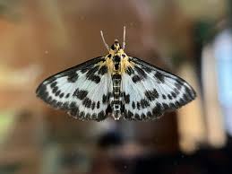 Attēlu rezultāti vaicājumam “Anania hortulata”