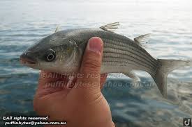 Image result for Chelon labrosus