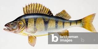 Attēlu rezultāti vaicājumam “Perca fluviatilis”