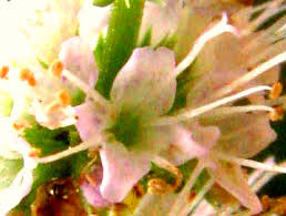 Attēlu rezultāti vaicājumam “Mentha spicata flower”