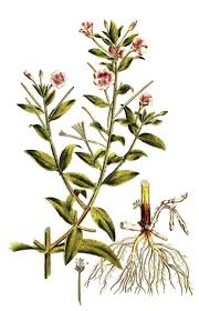 Image result for Epilobium hirsutum