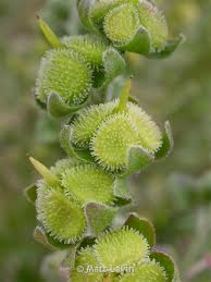 Attēlu rezultāti vaicājumam “Cynoglossum officinale leaf”