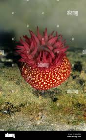 ผลการค้นหารูปภาพสำหรับ strawberry anemone
