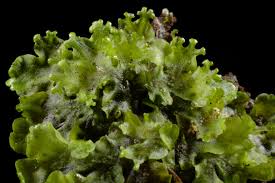 Attēlu rezultāti vaicājumam “Pellia endiviifolia”