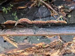 Attēlu rezultāti vaicājumam “Hymenochaete tabacina”