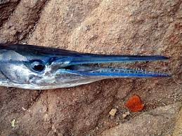 Attēlu rezultāti vaicājumam “Belone belone”