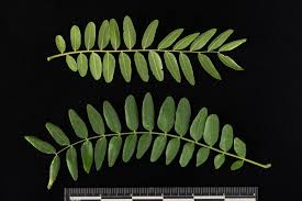 Attēlu rezultāti vaicājumam “Gleditsia triacanthos”