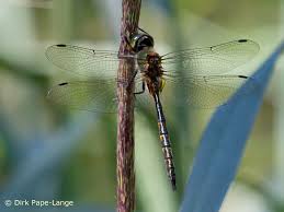 Attēlu rezultāti vaicājumam “Somatochlora flavomaculata”