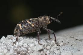 Attēlu rezultāti vaicājumam “Hylobius abietis”