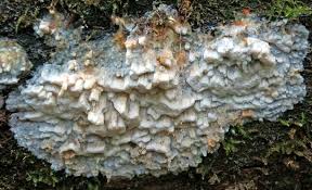 Attēlu rezultāti vaicājumam “Skeletocutis brevispora”