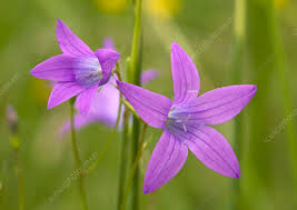 Image result for Campanula patula