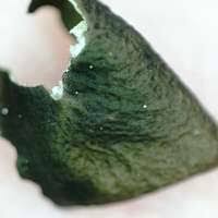 Attēlu rezultāti vaicājumam “Dermatocarpon luridum”