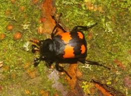 Attēlu rezultāti vaicājumam “Nicrophorus vespilloides”