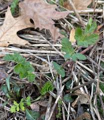 Attēlu rezultāti vaicājumam “Pastinaca sativa subsp. sylvestris fruit”