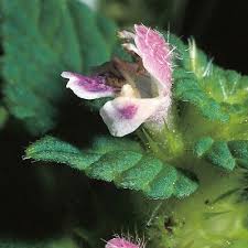 Attēlu rezultāti vaicājumam “Galeopsis bifida”