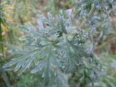 Attēlu rezultāti vaicājumam “Artemisia absinthium leaf”