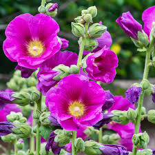 Image result for Malve