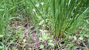 Attēlu rezultāti vaicājumam “Stellaria nemorum bud”
