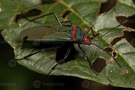 Attēlu rezultāti vaicājumam “Grypocoris sexguttatus”