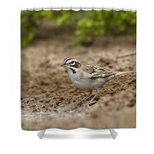 Image result for Chondestes grammacus