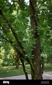 Attēlu rezultāti vaicājumam “Quercus robur Fastigiata leaf”