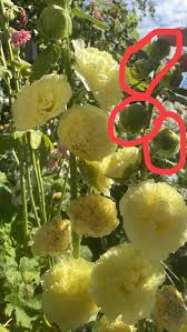 Attēlu rezultāti vaicājumam “Alcea rosea bud”