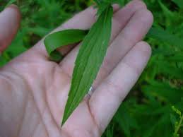 Attēlu rezultāti vaicājumam “Solidago canadensis leaf”