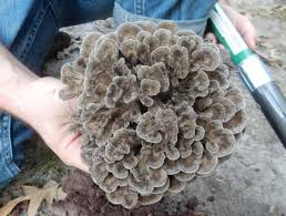 Attēlu rezultāti vaicājumam “Grifola frondosa”