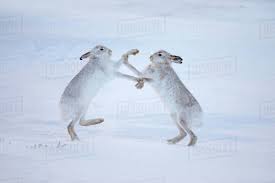 Attēlu rezultāti vaicājumam “Lepus timidus”