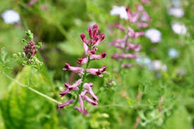 Attēlu rezultāti vaicājumam “Fumaria officinalis leaf”