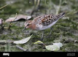 Image result for Calidris ruficollis