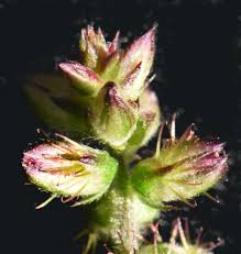 Attēlu rezultāti vaicājumam “Amaranthaceae”