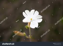Attēlu rezultāti vaicājumam “Silene latifolia subsp. alba flower”