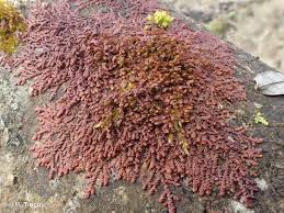 Attēlu rezultāti vaicājumam “Frullania dilatata”