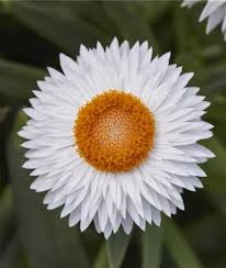 Image result for Helichrysum bracteatum