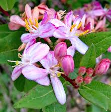 Attēlu rezultāti vaicājumam “Lonicera tatarica flower”