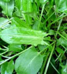 Attēlu rezultāti vaicājumam “Rumex acetosa leaf”