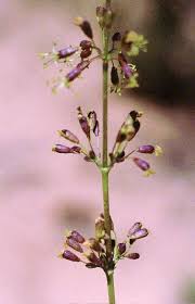 Attēlu rezultāti vaicājumam “Silene otites”
