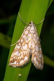 Attēlu rezultāti vaicājumam “Elophila nymphaeata”