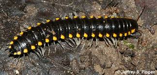 Attēlu rezultāti vaicājumam “Diplopoda”