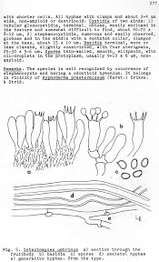 Attēlu rezultāti vaicājumam “Dianema depressum”