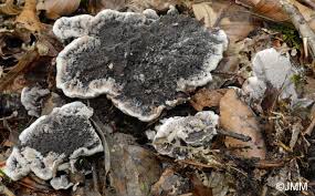 Attēlu rezultāti vaicājumam “Phellodon melaleucus”