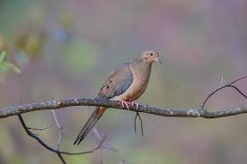 Image result for Zenaida macroura