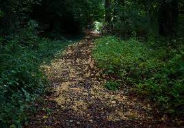 Attēlu rezultāti vaicājumam “Clavulinopsis cinerioides”