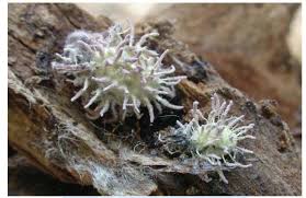 Attēlu rezultāti vaicājumam “Torrubiella arachnophila”