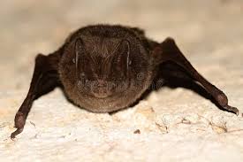 Attēlu rezultāti vaicājumam “Barbastella barbastellus”