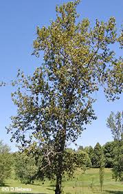 Attēlu rezultāti vaicājumam “Populus x gileadensis”