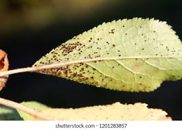 Attēlu rezultāti vaicājumam “Tranzschelia pruni-spinosae”